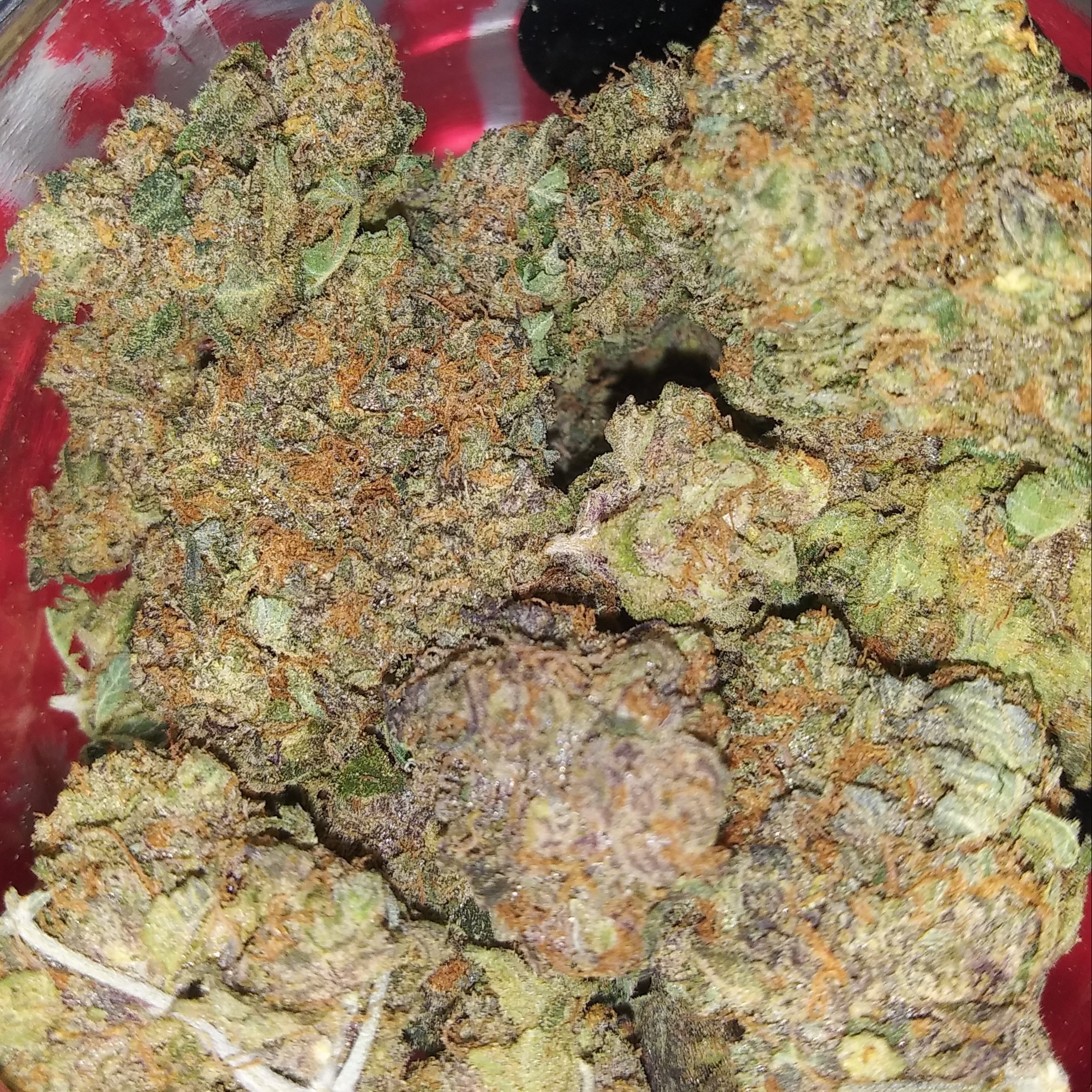 Big Bud